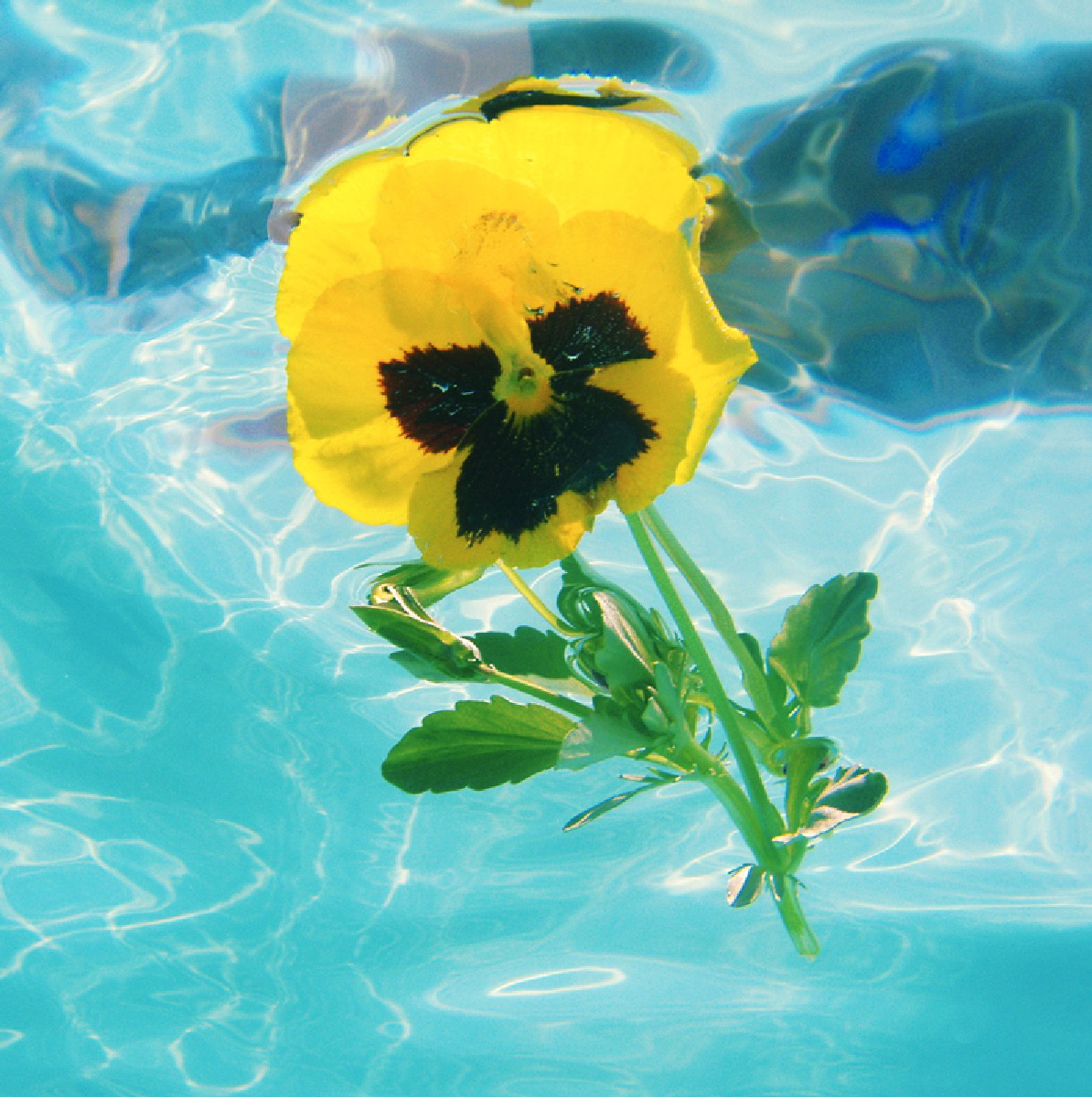 Swimming Out