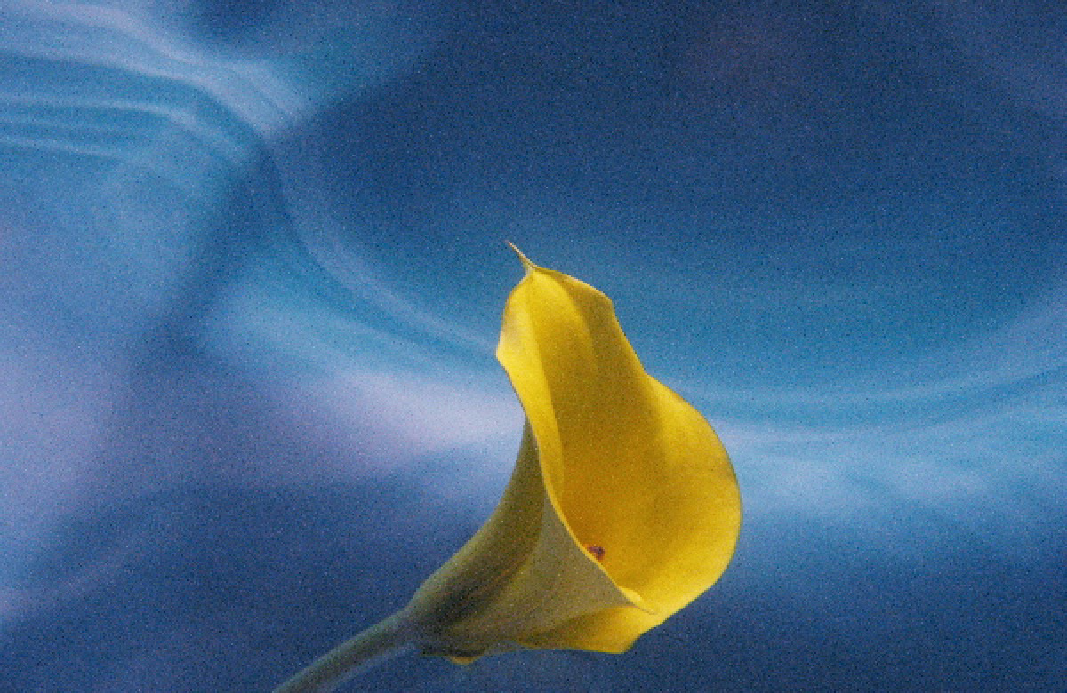 Calla #3
