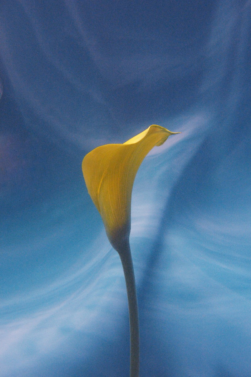 Calla #4