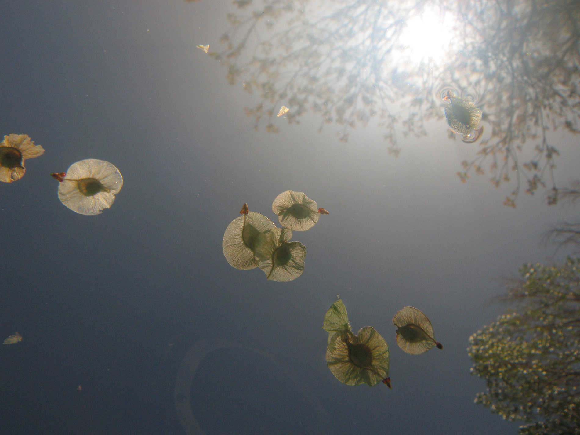 Elm Seeds