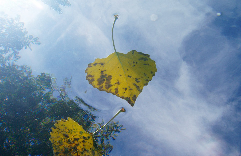 Fall Leaves #2
