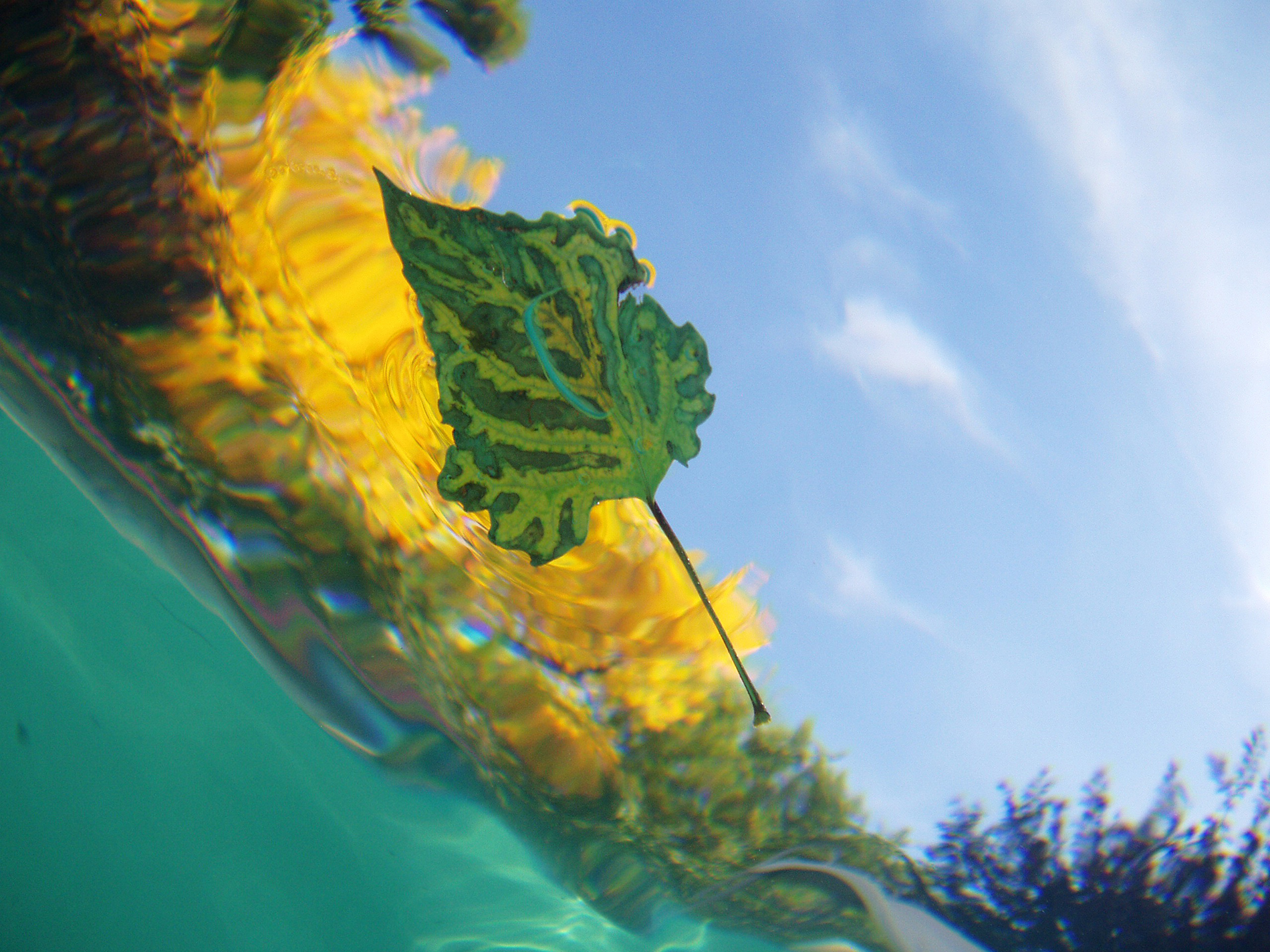 Leaves #11