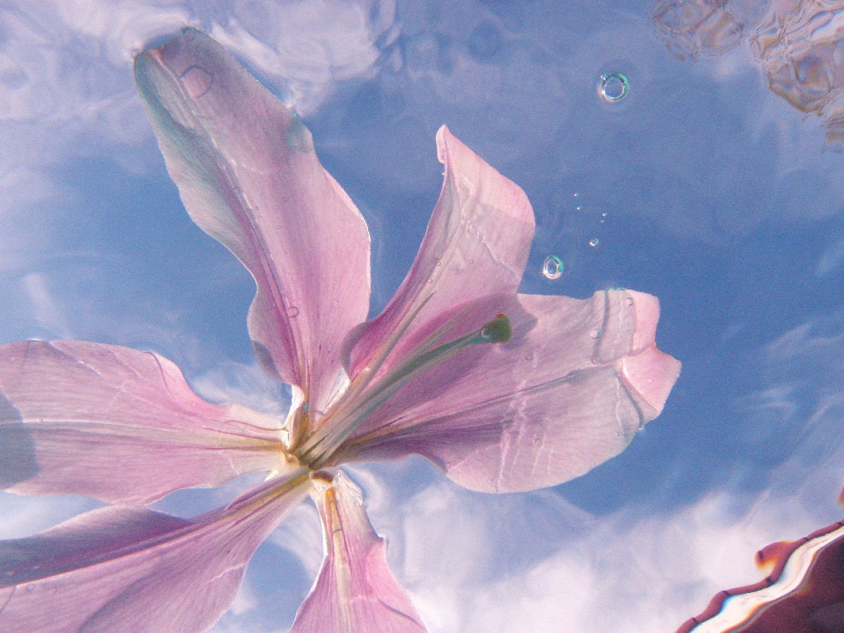Pool Lily