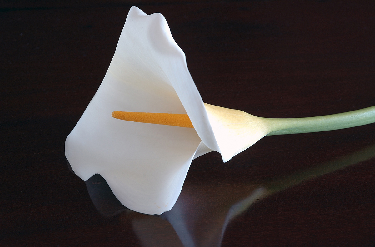 Calla #6