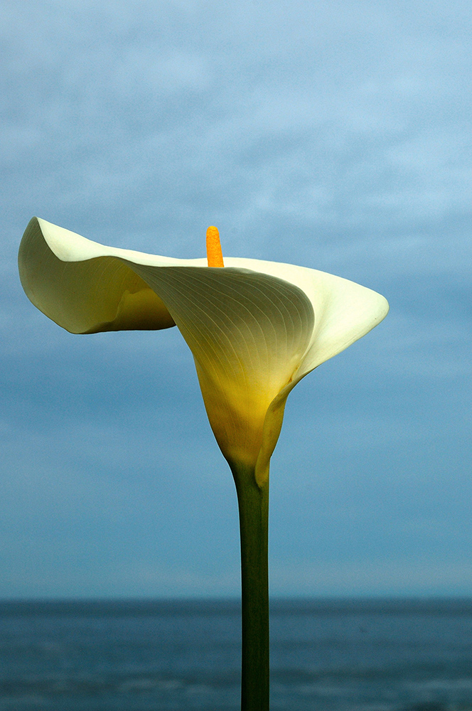 Calla #7