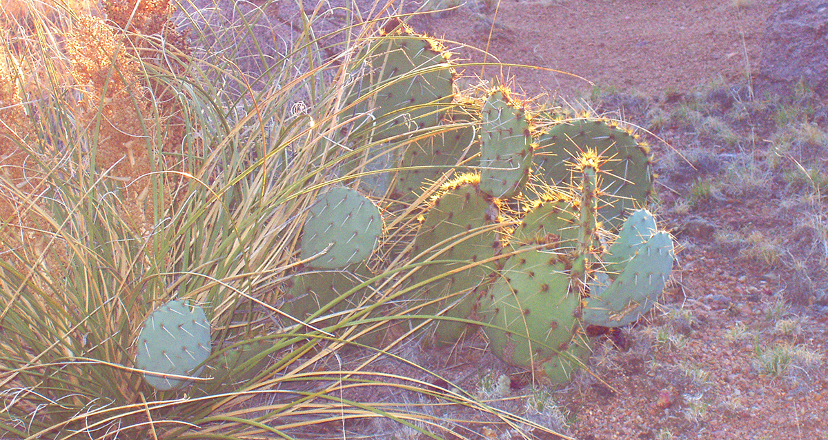 Domingo Baca Cactus