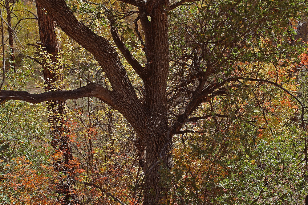 Gila Oak
