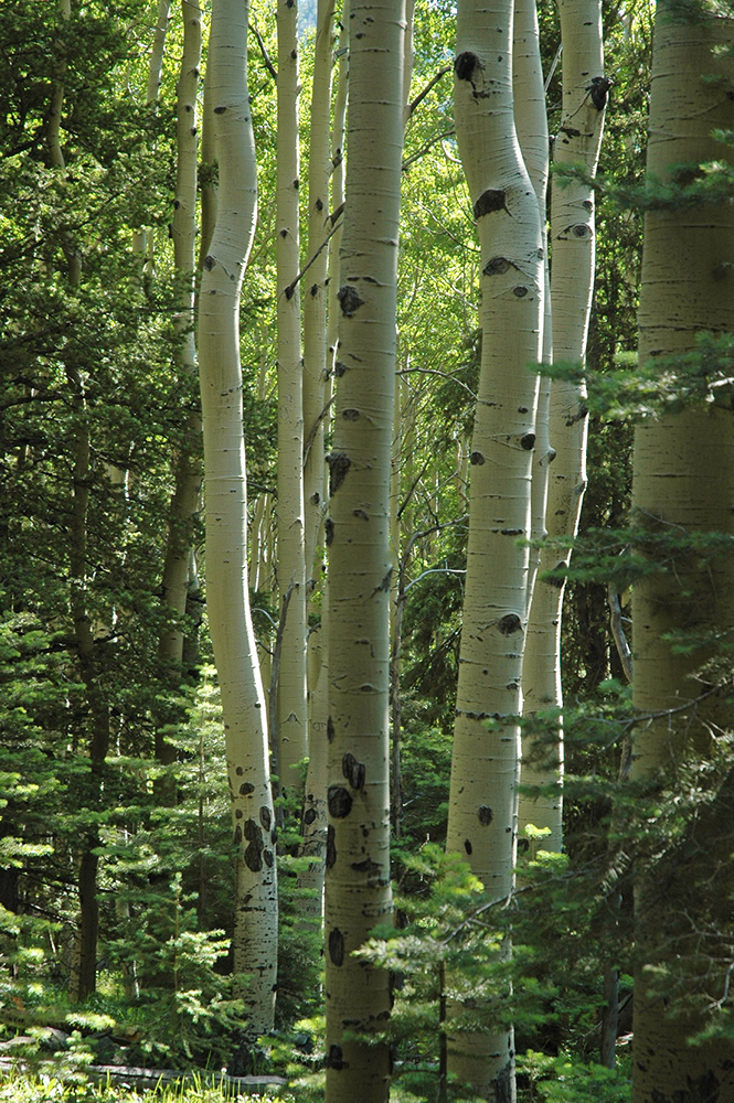 Philmont Aspen #1
