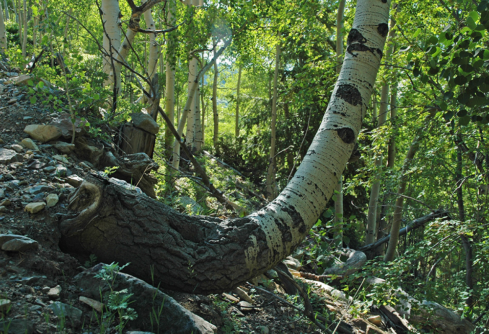 Philmont Aspen #8