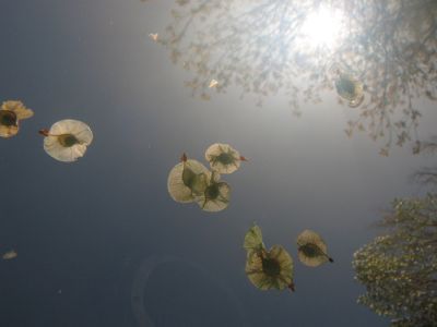 Elm Seeds