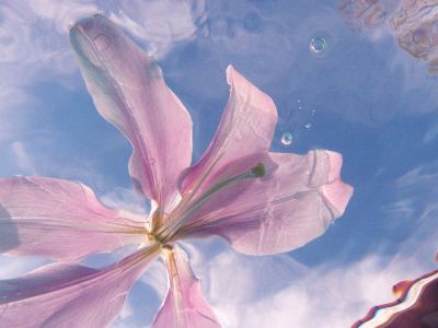 Pool Lily
