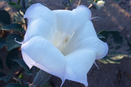 Angel Lily #56