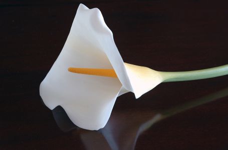 Calla #6