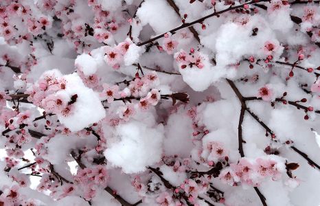 Snow Blossoms