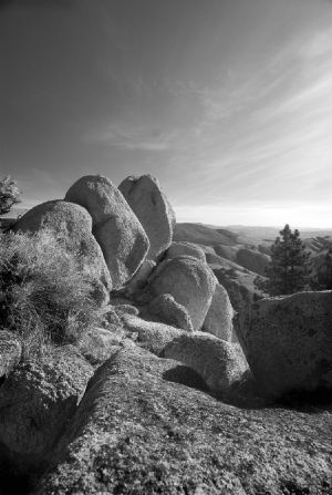 Dolphin Rock #42