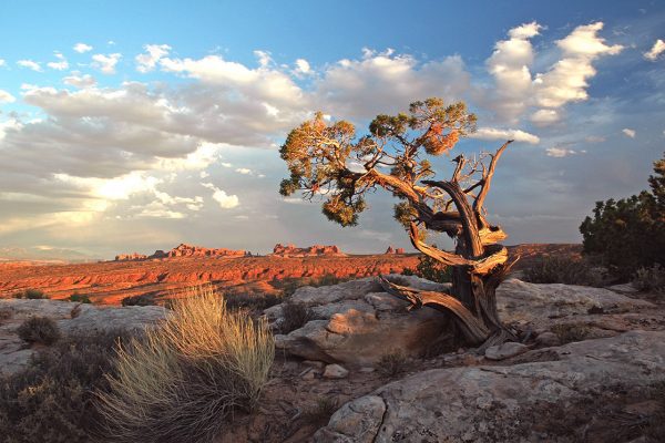 southwest-Arches-Juniper